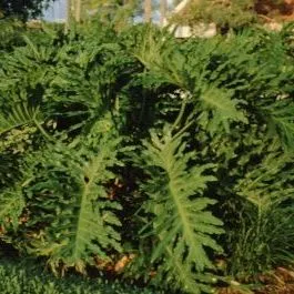 thumbnail for publication: Philodendron selloum Selloum, Philodendron selloum